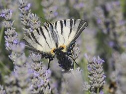 striped butterfly on lavender