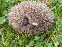 Cute hedgehog lies in the green grass and leaves