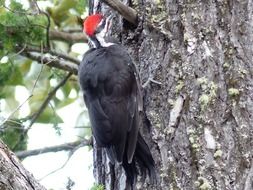 red-headed woodpecker sitting on a tree