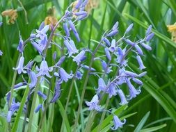 bluebells in spring time