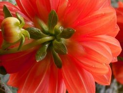 freshness of dahlia flower