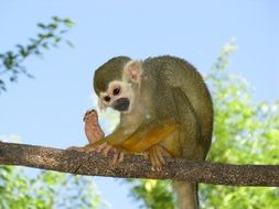 monkey primate sitting on branch portrait