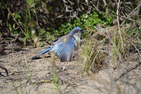 blue little bird on ground