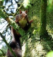 Squirrel on the green tree