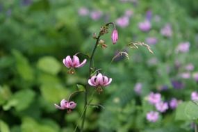 pink lily in nature
