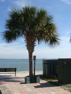 tree palm by the ocean