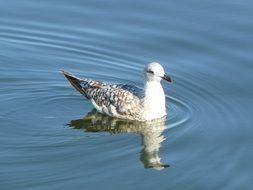 seagull on a baltic sea water