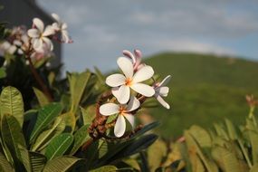 delicate white exotic thai flower