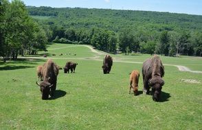 bison herd grazing on meadow at forest