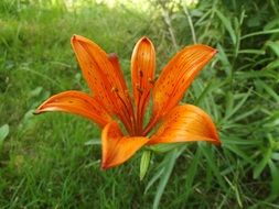 blooming orange lily in the garden in spring
