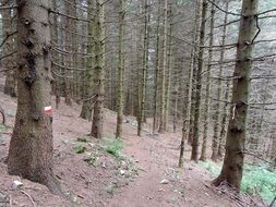 narrow path between trees in the forest