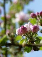 Spring Pink Blossom of the Apple