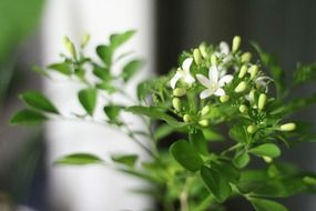 orange jasmine, blooming potted plant