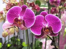 orchids purple