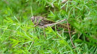 Cicada on grass