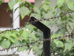 Barbed wire on the fence near the plants
