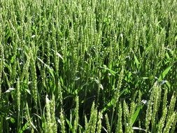 green wheat on the field