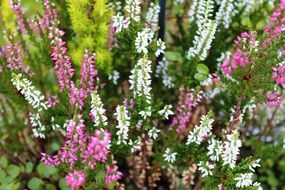 flowers of different colors in the park