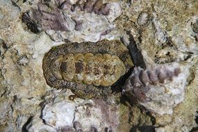 stunning chiton mollusk