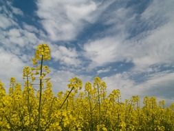 Yellow wild flower in summer