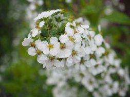 spiraea thunbergii close up