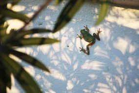 leaves and frog on a white wall