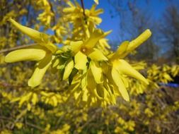 Beautiful and colorful Forsythia flowers in spring