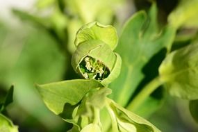 stinking hellebore close-up