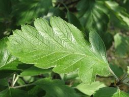 green leaves of rowan