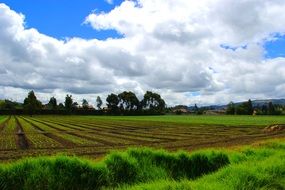 beautiful spring countryside under fluffy clouds