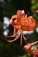 Tiger lily flower blossom plant petal