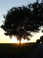sunset sun through the tree