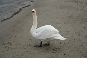 white swan in the sand on the beach