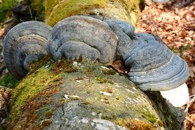 tree fungus closeup