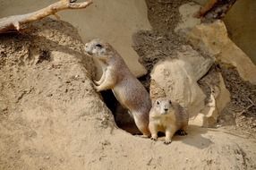 prairie dog
