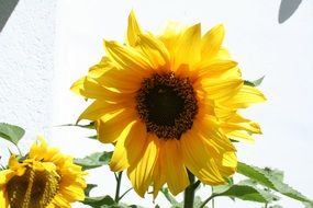 sunflower on bright light background