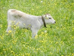 calf cows on a summer blooming meadow