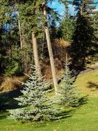 young fir in the garden