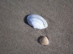 mussels on a baltic sea beach