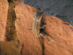 picture of the desert iguana