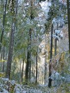 beautiful snowy autumn forest