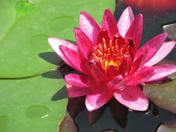 Lake rose in a pond