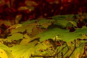 autumn foliage in the evening