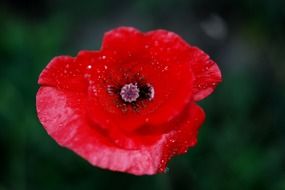 macro poppy red