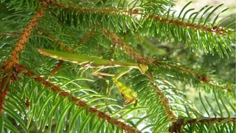 mantis insect macro