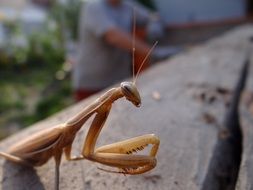 brown mantis close up