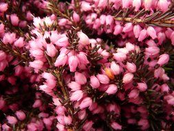 flowering of heather closeup