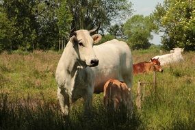 Young cows on a pasture