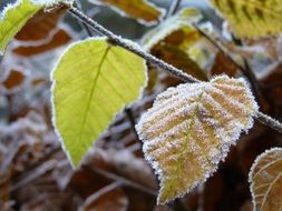 closeup photo of the hoarfrost leaves