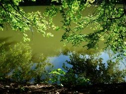 gorgeous forest pond